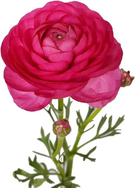 Bloomingmore Pink Ranunculus