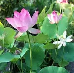 10pcs Mixed Pink, Red & Green Color Bowl Lotus Seeds for Planting Beautiful Water Plants for Indoor Bonsai, Outdoor Ponds and Gardens Water Lily Seeds