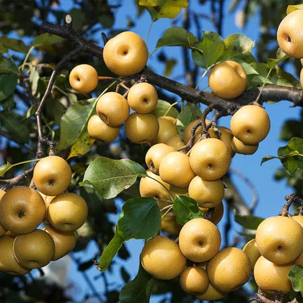 Dwarf Shinko Asian Pear Tree at EZ Growing Plants