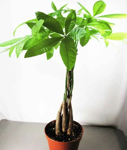 9GreenBox - 5 Money Tree Plants Braided into 1 Tree - Mini