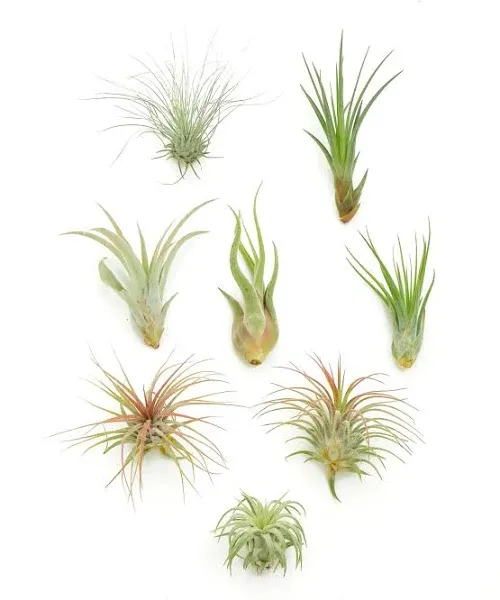 Shop Succulents Assorted Air Plant