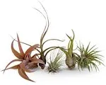 Air Plants Tillandsia Collection of 5 Easy Houseplants for Beginners Small to Medium 1.5"-6"+