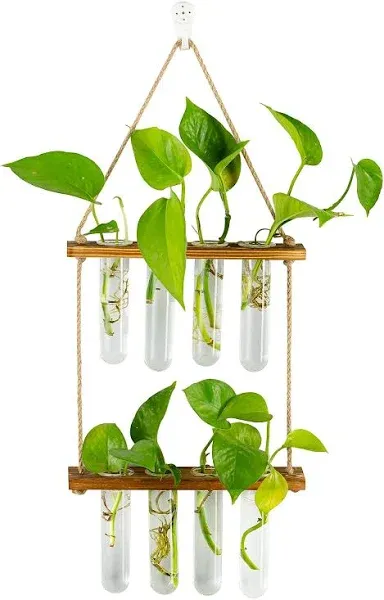 Glasseam Glass Plant Terrarium Hanging