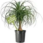 American Plant Exchange Pony Tail Palm XL Live Plant, 10" Pot, Large Indoor Houseplant, Green Foliage