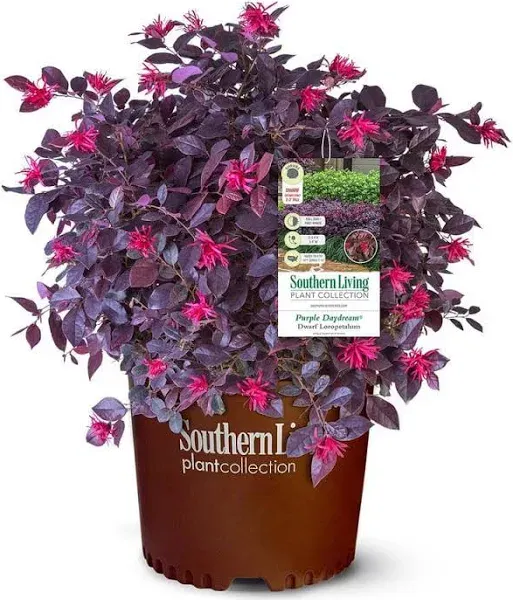 Purple Daydream Loropetalum - 2.5 Quart - Southern Living Plant