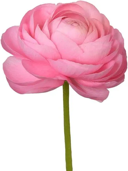 Ranunculus Pink