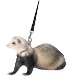 Marshall Pet Royal Blue Ferret Harness and Lead 48 in