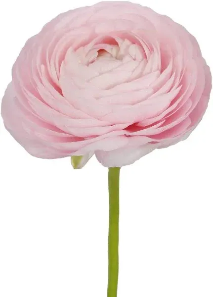 Pink Ranunculus