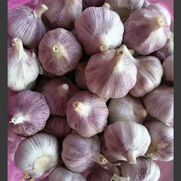 Garlic Bulbs Whole, Early Purple Italian Garlic Bulbs, 4 Bulbs, This Garlic is Ready for Eating or Planting, Cool Beans N Sprouts