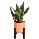 Snake Plant - Live Indoor Sansevieria Plant