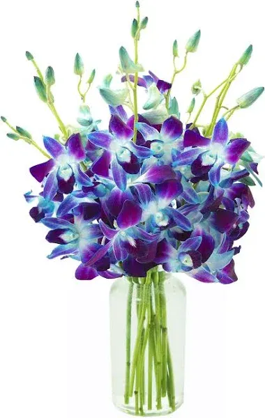 KaBloom PRIME NEXT DAY DELIVERY - Fall Collection - Exotic Sapphire Orchid Bouquet of Blue Orchids from Thailand. Gift for Birthday, Anniversary, Thank You, Valentine, Mother’s Day Fresh Flowers