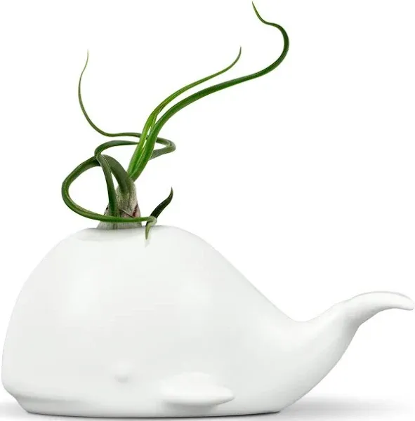 Sur La Table Genuine Fred Fancy Ceramic Mini Air Plant/Succulent Holder, Regular, Whale