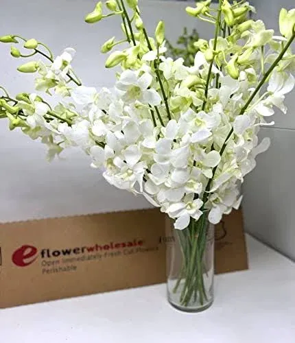 Premium Cut White Orchids (20 stems with Vase) (Support Small Business)