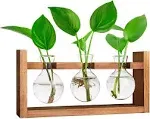 Ivolador Tabletop Propagation Station,Plants Terrarium Glass Bulb Terrarium with Retro Solid Wooden Stand for Hydroponics Plants Home Garden Wedding Décor (3 Bulbs)