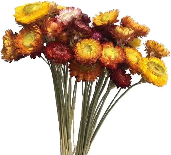 Color Life Natural Dried Flower Bouquet ,Natural Flowers Bouquet Daisies 