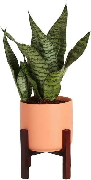 Live Indoor Snake Plant, Sansevieria 12-Inches Tall, Decor Planter