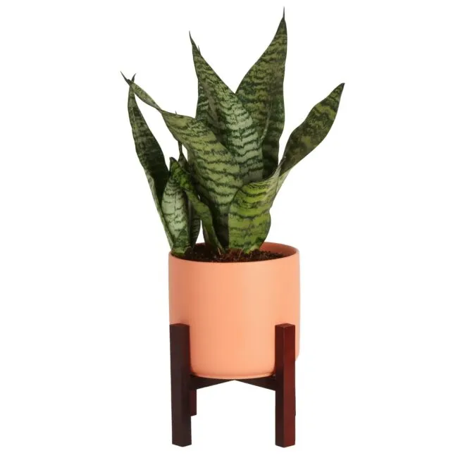 Costa Farms Live Indoor Snake Plant