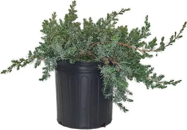 Blue Pacific Juniper (Juniperus Conferta 'Blue Pacific') - live potted plant in trade 2 gallon pot. Aromatic, blue-toned needles produce a short, wide growth habit. Spreading Juniper