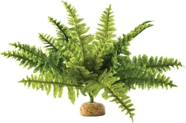 Exo Terra,Reptiles, Amphibians Boston Fern Terrarium Plant, Medium