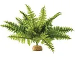 ,Reptiles, Amphibians Boston Fern Terrarium Plant, Medium