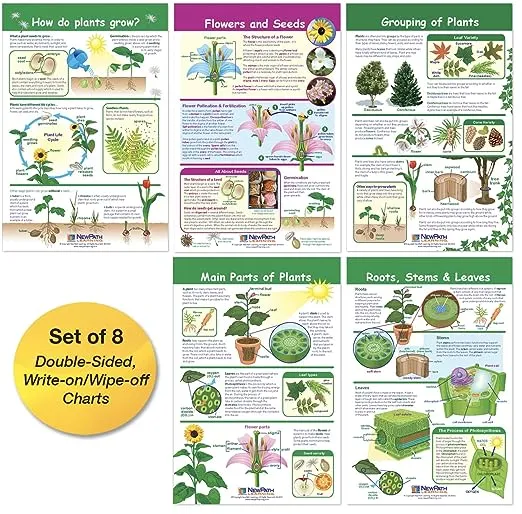 Newpath Learning All About Plants Bulletin Board Charts, Set of 5