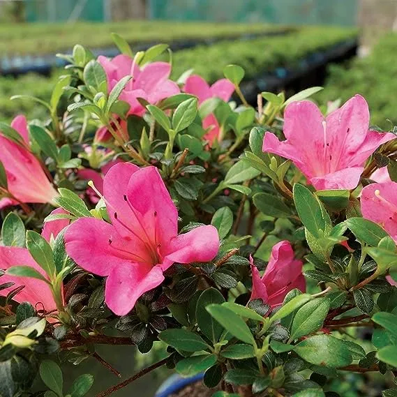 Brussel's Satsuki Azalea Bonsai - Small - (Outdoor)