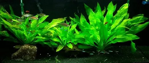 Marcus Fish Tanks - 3X Amazon Sword Echinodorus Bleheri Easy Live Aquarium Plants for Aquatic Freshwater Fish Tank