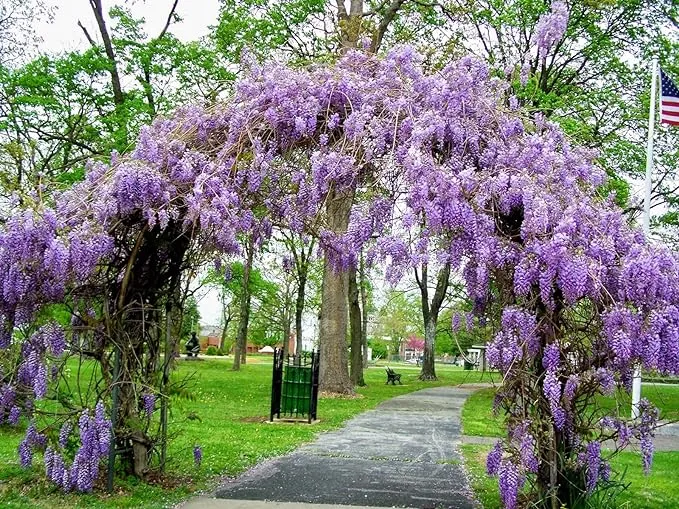 Amethyst Falls Wisteria Vine Live Plant