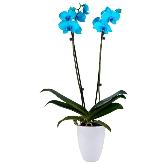 Decoblooms Living Orchid Plant 5 Inch Blooms