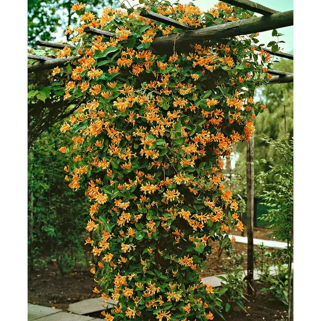 Orange Honeysuckle Live Plant Vine Fragrant in 2.5 Inches Pot