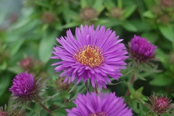 Aster novae-angliae 'Purple Dome' (New England Aster) Perennial, purple flowers, #2 - Size ContainerAster novae-angliae 'Purple Dome' (New England Aster) Perennial, purple flowers, #2 - Size Container