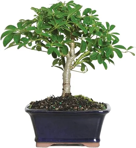 Brussel's Bonsai 6-Inch Dwarf Hawaiian Umbrella Tree In Clay Planter