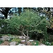 2 Corkscrew Willow Tree Cuttings Leaves and Branches Curl Very Distinctly