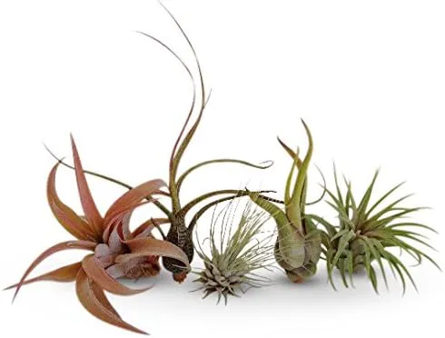 Air Plants Tillandsia Collection of 5 Easy Houseplants for Beginners Small to Medium 1.5"-6"+Air Plants Tillandsia Collection of 5 Easy Houseplants for Be…