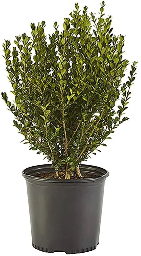 1 Gal. Green Velvet Boxwood (Buxus) Live Evergreen Shrub