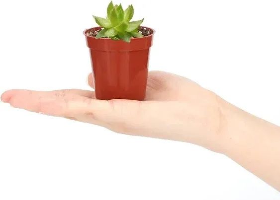 KINGLAKE 100 Pcs 2 Inch Plastic Plant Nursery Pots,Seed and Cutting Pots for Succulent Plants