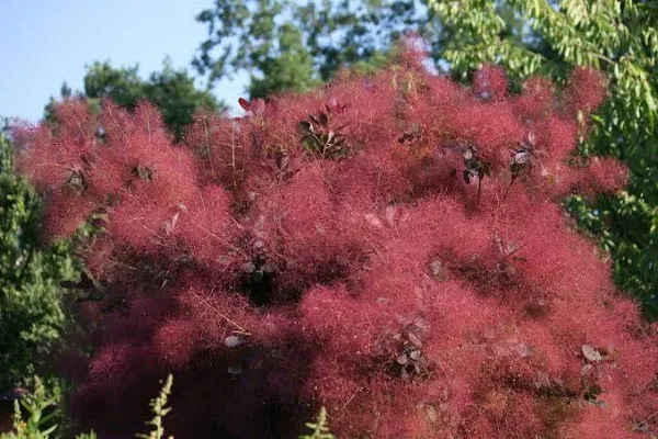 Purple Smoke Tree Shrub Smokebush Cotinus Coggygria Rhus Cotinus Sumach jocad (30 ...