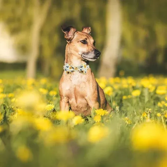 Sunflower Print Dog Collar, Girl Dog Collar with Bow Adjustable Soft Bow Tie Dog