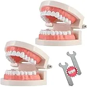 Dental Standard Teeth Model Typodont Demonstration Teaching Adult Model EASYINSM