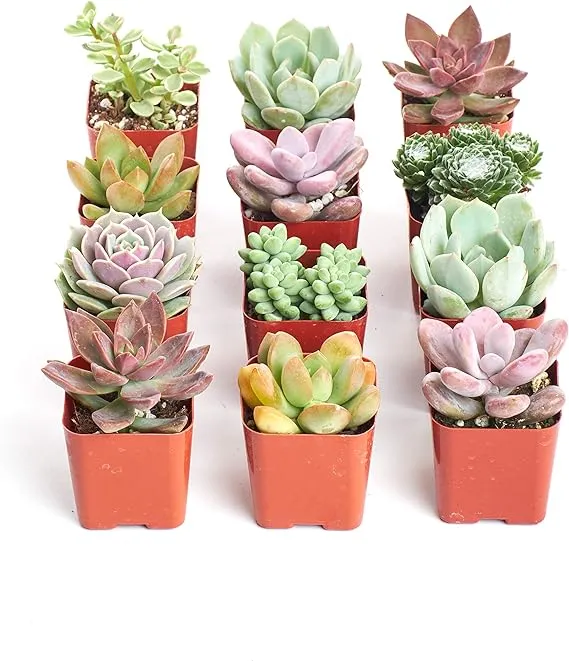 Shop Succulents | Soft Hue Collection Assortment of Hand Selected, Fully Rooted Live Indoor Pastel Tone Succulent Plants, 12 Pack,