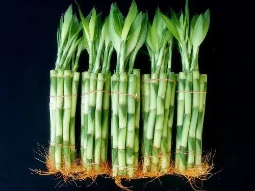 50 Stalks of 6 Inches Straight Lucky Bamboo Sold by JM Bamboo