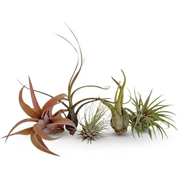 CTSairplants 5 Pack Assorted Tillandsia Air Plants