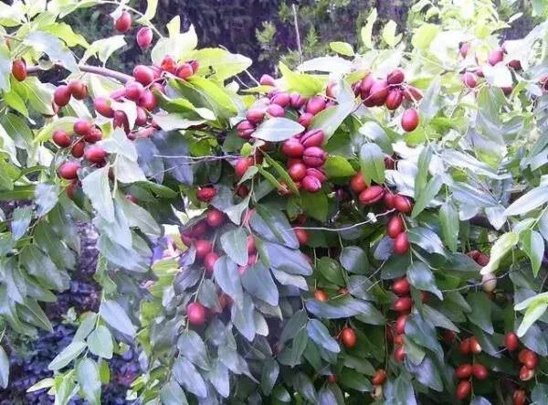 Store Fresh 20 Seeds Red Chinese Date Tree Edible Fruit Jujube Ziziphus Jujuba ...