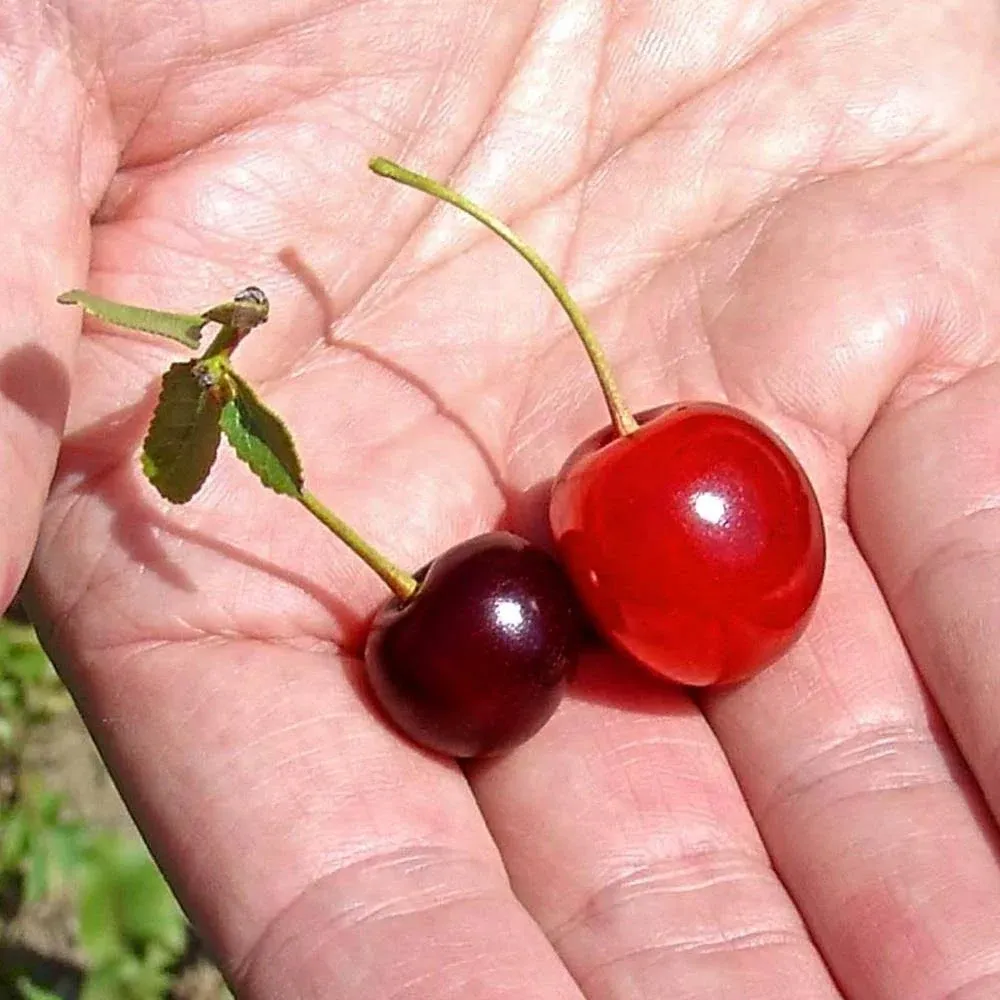 Wowza! Dwarf Cherry Tree - 1