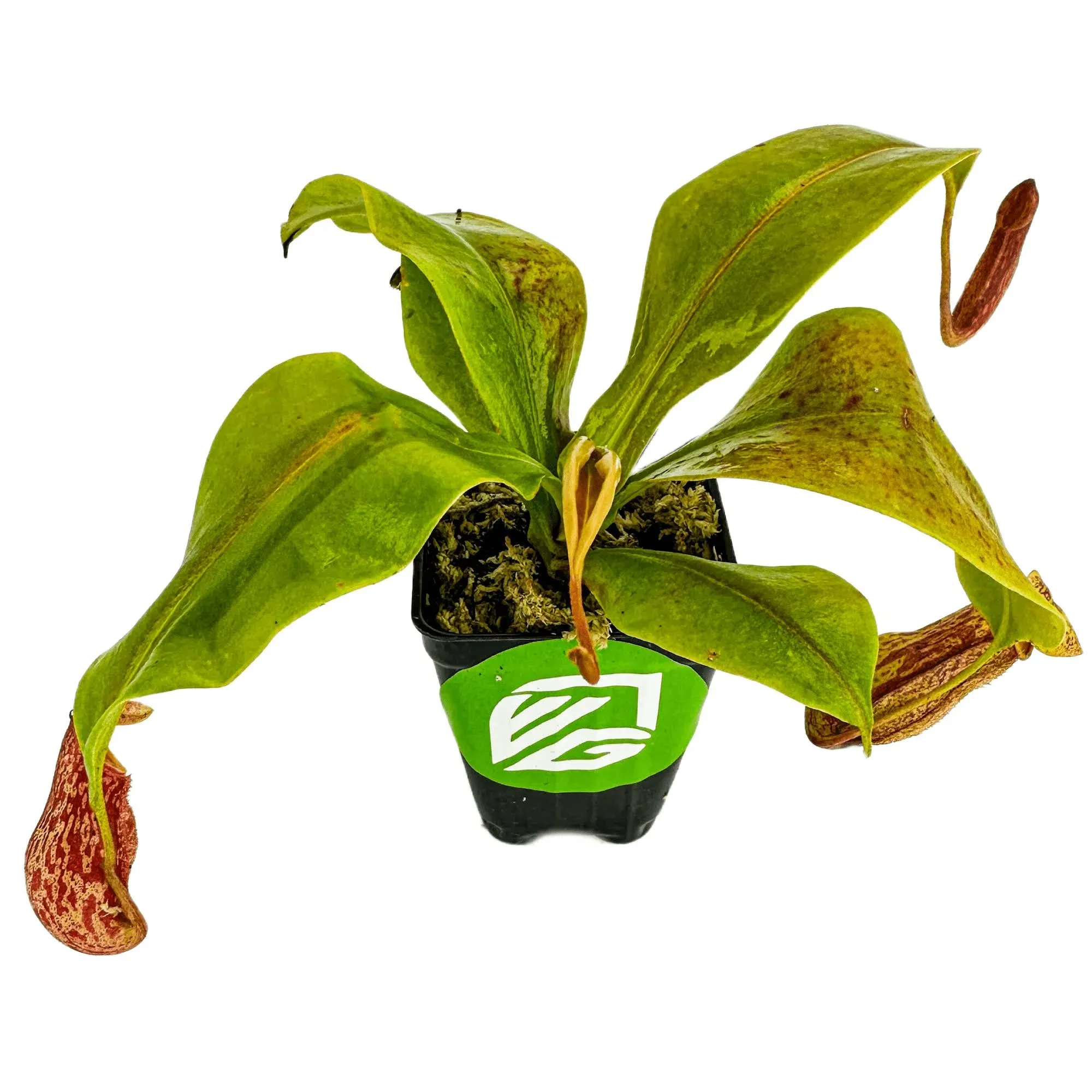 St. Gaya Pitcher Plant