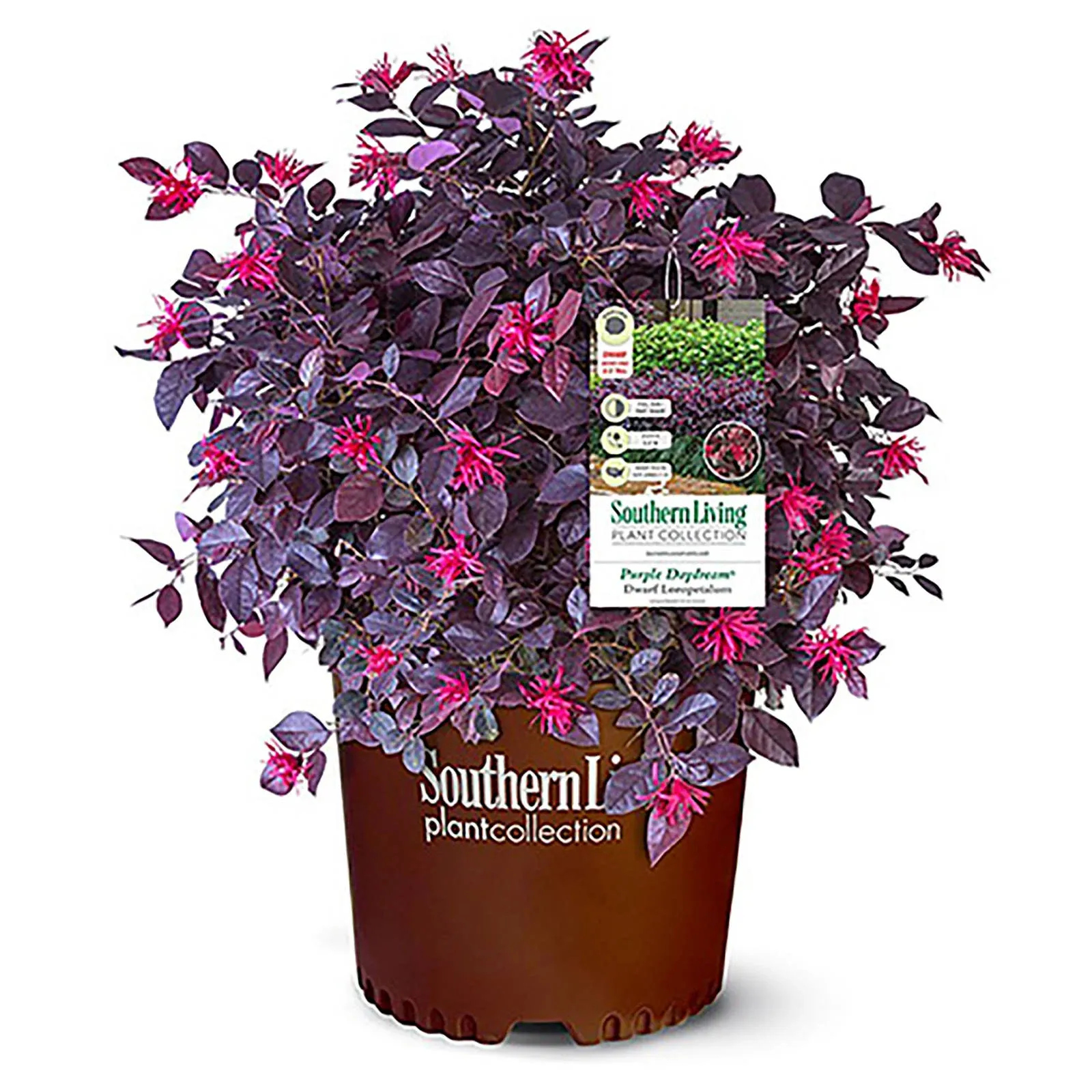 Southern Living Plant Collection Daydream Dwarf Loropetalum (2.5 Quart) Compact Evergreen Shrub with Pink Blooms - Full Sun to Part Sun Live Outdoor Plant