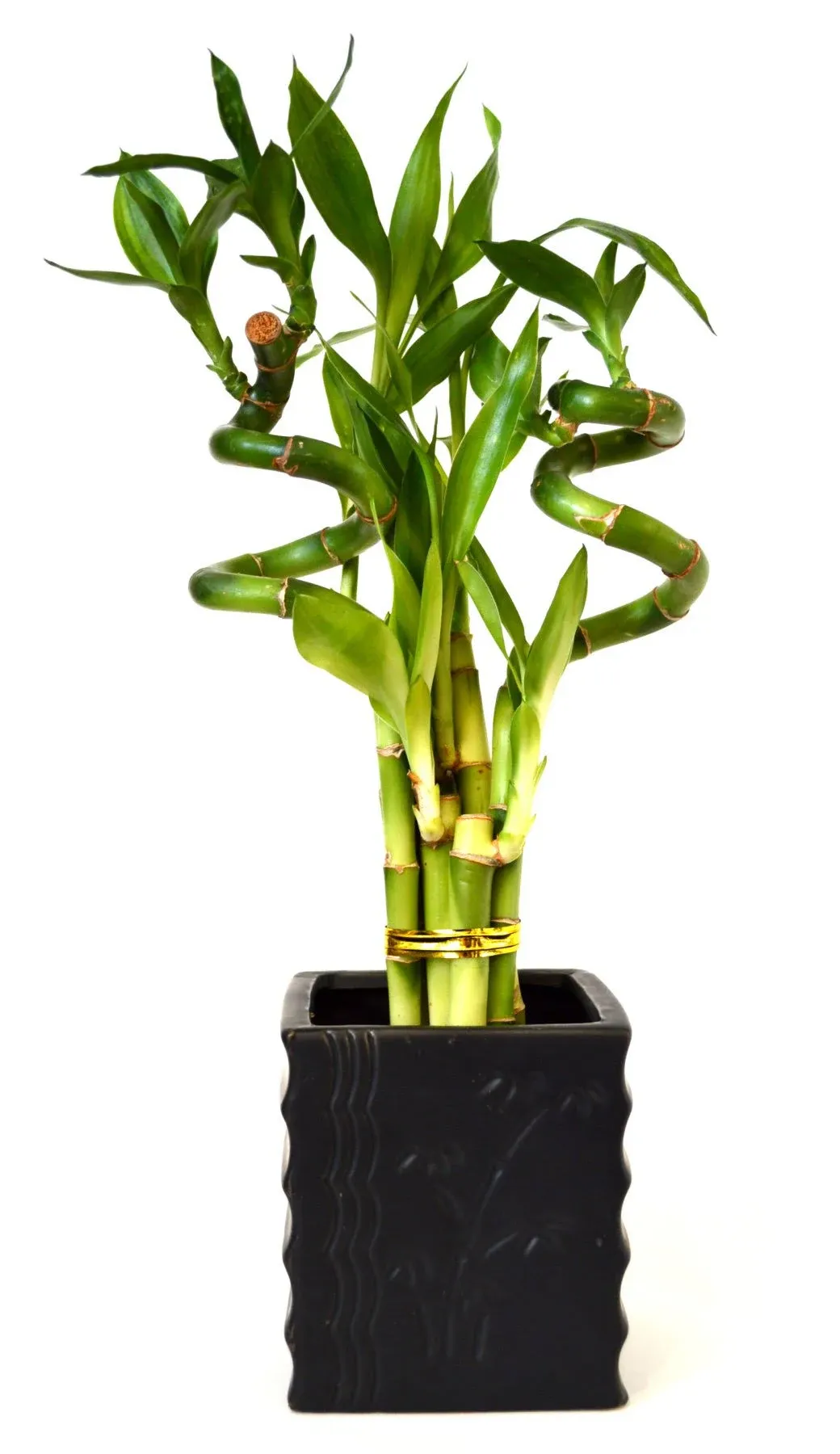 9GreenBox - Lucky Bamboo - Spiral Style with Diamond Ceramic Vase