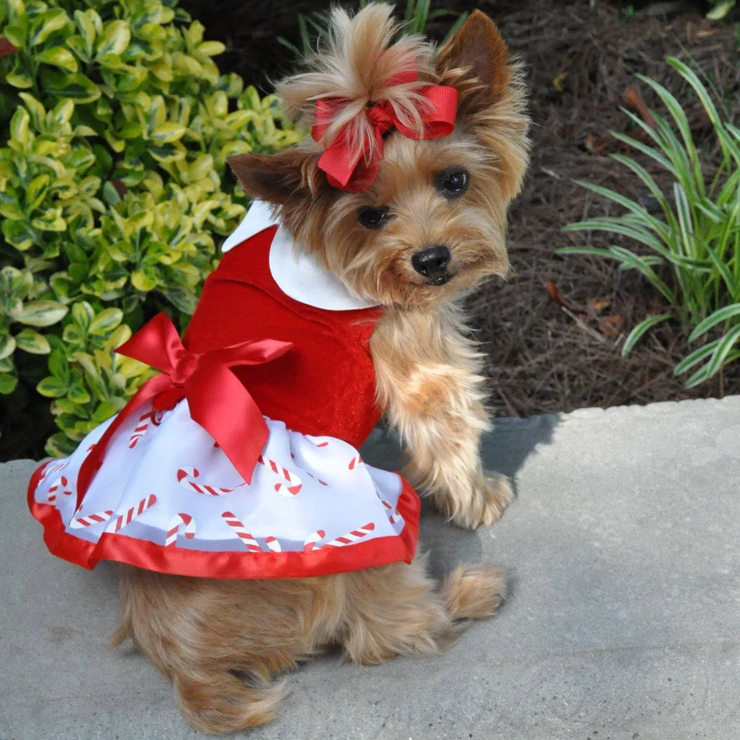 Holiday Dog Harness Dress - Candy Cane, Small