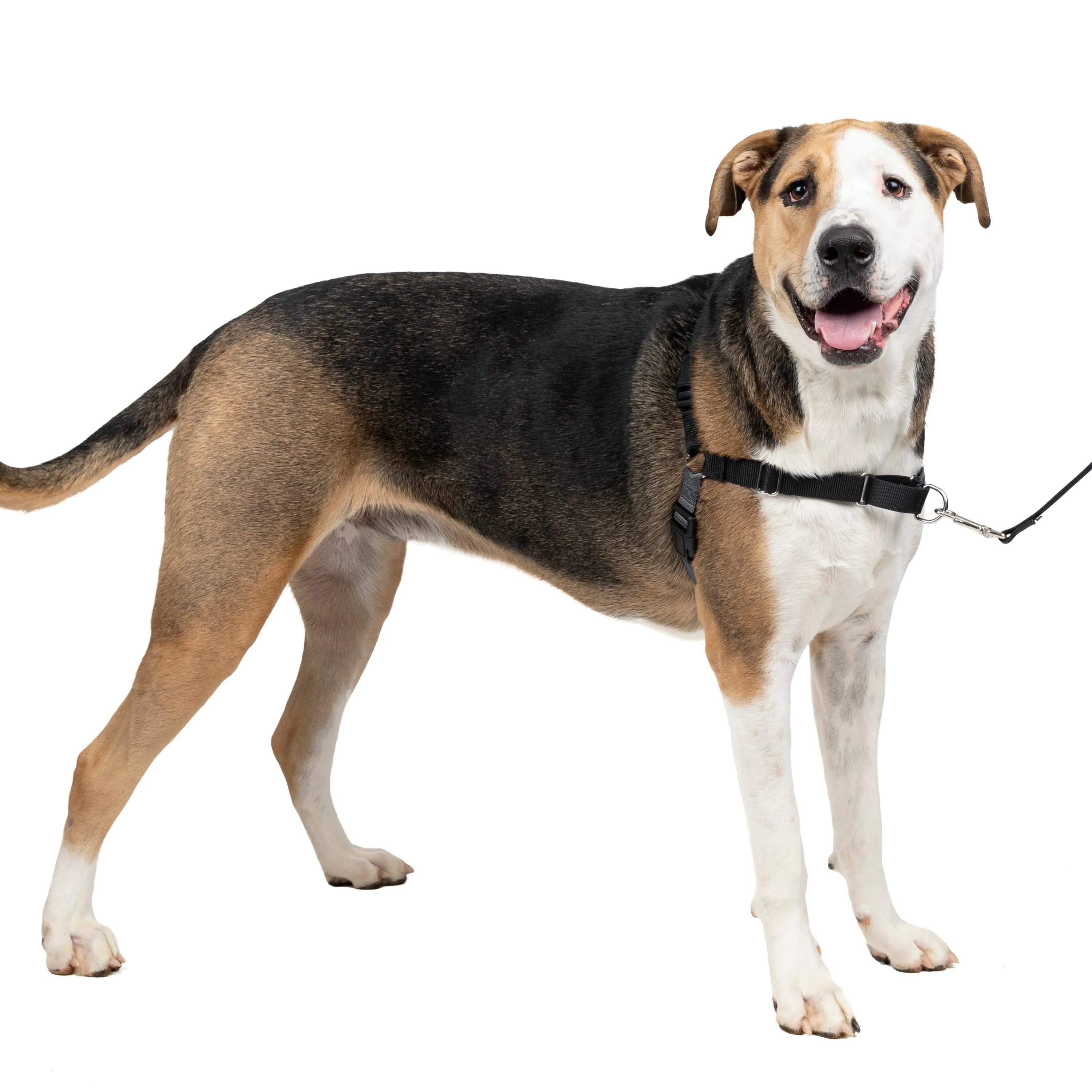 PetSafe Easy Walk Harness No Pull Dog Harness - Small/Medium - Charcoal