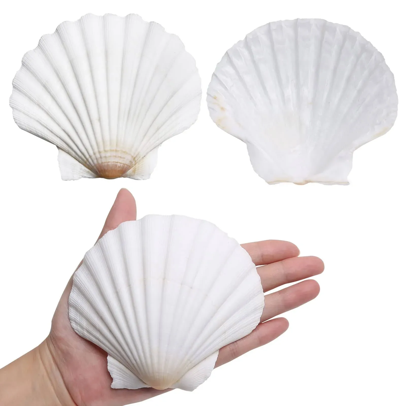 LUCKY BABY Scallop Shells for Crafts 4-5 Inches, 10pcs Large Sea Shells for Decorating, White Natural Sea Shells for Decoration